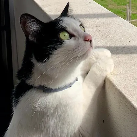 Casa Do Paco - * 阿威罗