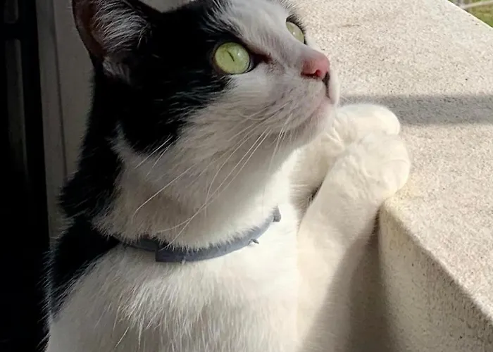 Casa Do Paco - * 아베이루